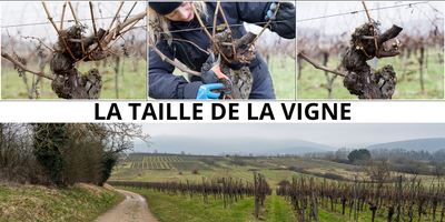 La taille de la vigne